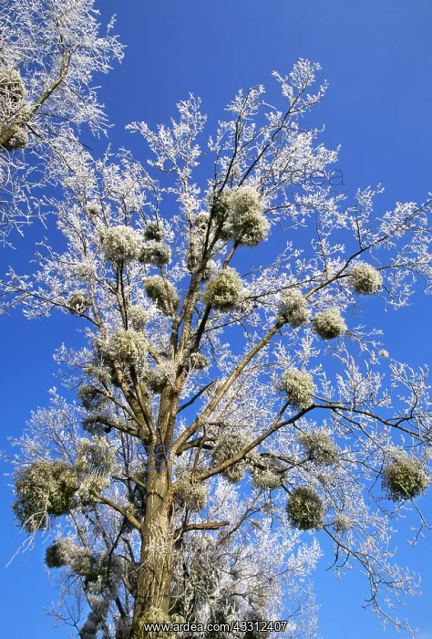 : MISTLETOE - On Popular tree : MISTLETOE - On Popular tree