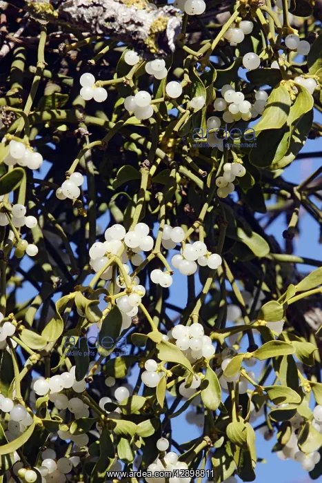 : Mistletoe - in tree : Mistletoe - in tree