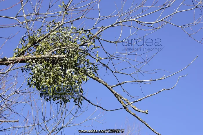 : Mistletoe - in tree : Mistletoe - in tree
