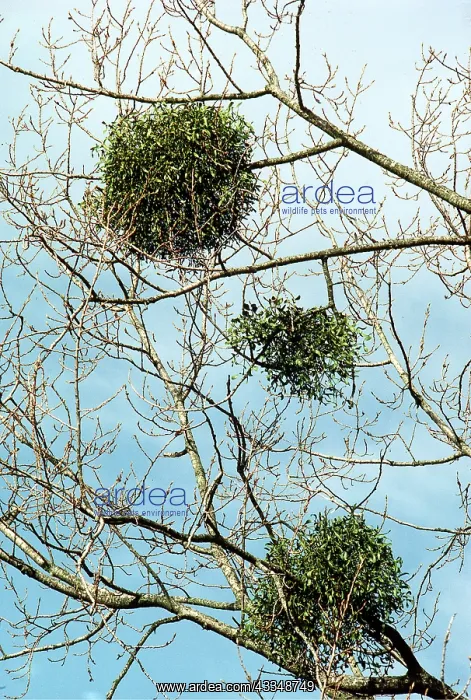 : MISTLETOE - on tree : MISTLETOE - on tree