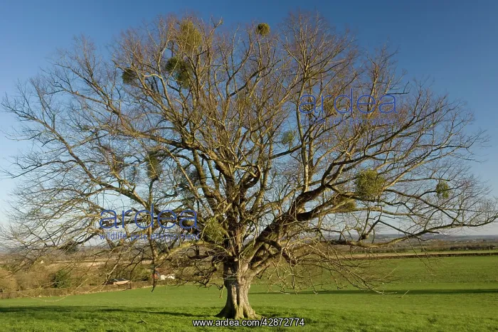 : Mistletoe tree - old lime pollard in field : Mistletoe tree - old lime pollard in field
