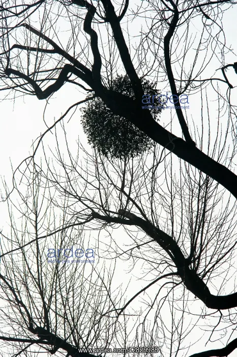 : Mistletoe on tree - silhouette : Mistletoe on tree - silhouette