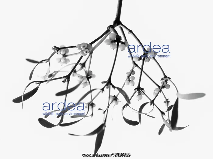 : Mistletoe, Viscum album. a black and white shot of a bunch h : Mistletoe, Viscum album. a black and white shot of a bunch h