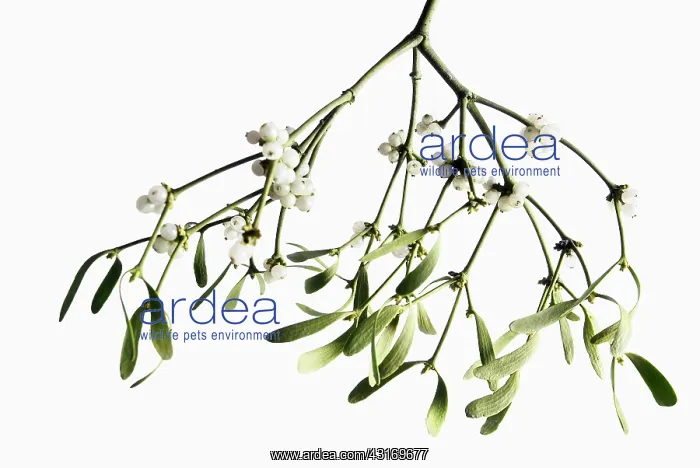 : Mistletoe, Viscum album, a bunch hanging down with white ber : Mistletoe, Viscum album, a bunch hanging down with white ber