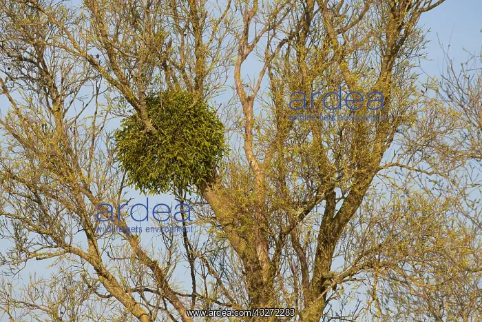 : Mistletoe (Viscum album) growing in Willow (Salix : Mistletoe (Viscum album) growing in Willow (Salix