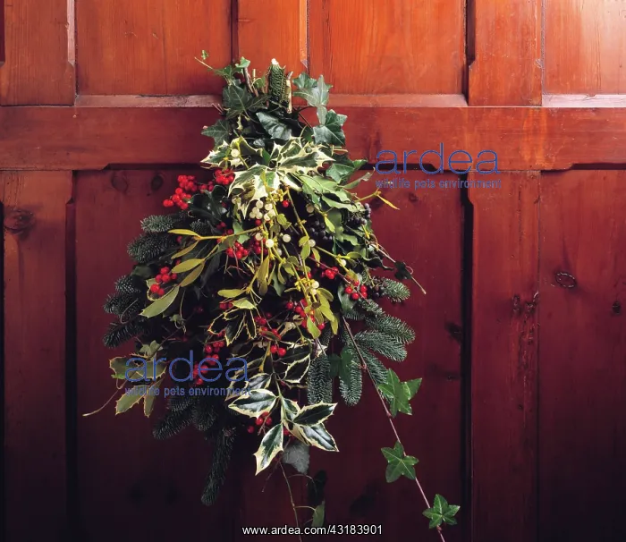 : Mistletoe, Viscum album. ivy, hedera helix, Holly : Mistletoe, Viscum album. ivy, hedera helix, Holly