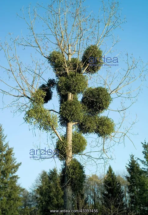 : Mistletoe - Viscum album on poplar tree : Mistletoe - Viscum album on poplar tree