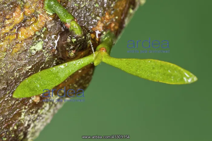 : Mistletoe - very young seedling with seed-leaves : Mistletoe - very young seedling with seed-leaves