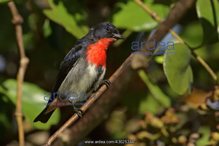  : Mistletoebird male in Mistletoe bush