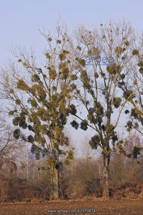 : Mistltoe - growing on Poplars : Mistltoe - growing on Poplars