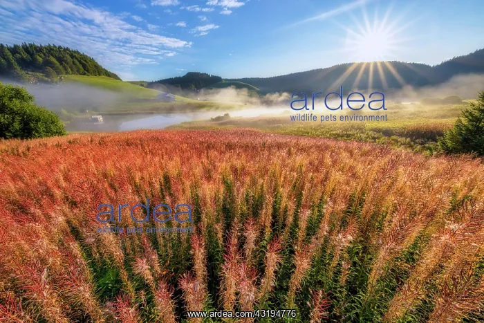 : Mists on Lac de lEmbouteilleux, reservoir, near : Mists on Lac de lEmbouteilleux, reservoir, near