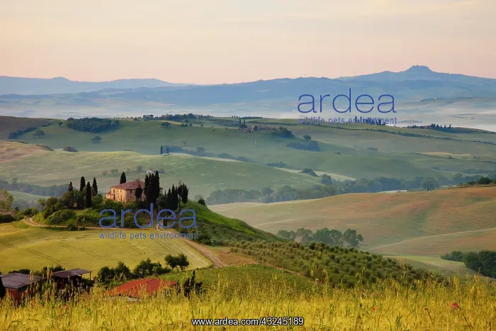 : Misty dawn over the Belvedere and Tuscan : Misty dawn over the Belvedere and Tuscan