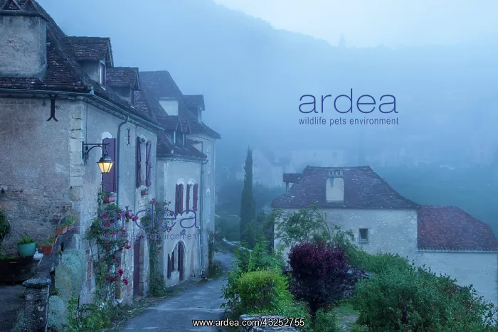 : Misty dawn at the entry gate to Saint Cirq : Misty dawn at the entry gate to Saint Cirq