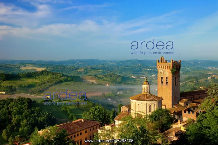 : A misty dawn above the medieval town of : A misty dawn above the medieval town of