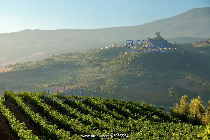 : Misty dawn overlooking Castello di Ripa : Misty dawn overlooking Castello di Ripa