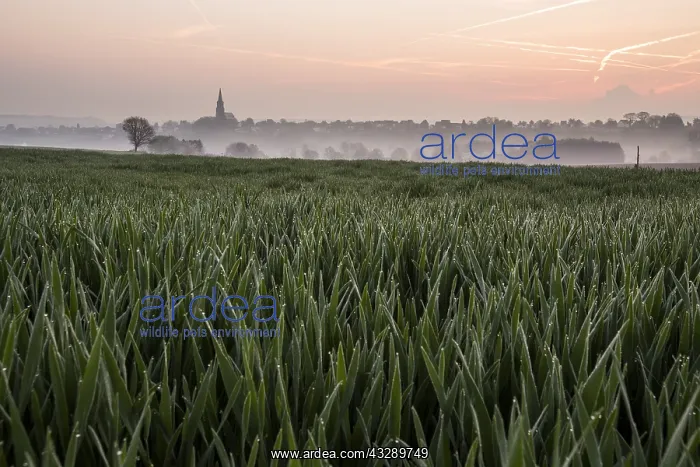 : Misty early morning landscape with grass and ch : Misty early morning landscape with grass and ch