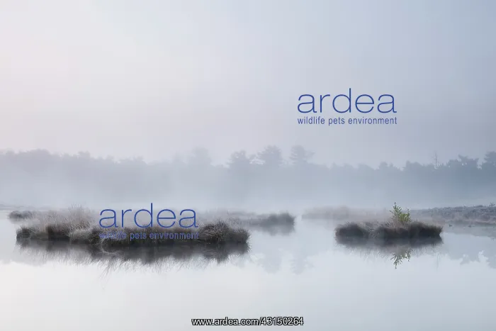 : Misty fen with small islands at sunrise : Misty fen with small islands at sunrise