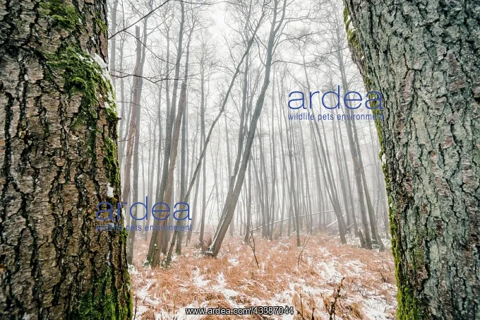 : Misty forest behind two large trees with mossy r : Misty forest behind two large trees with mossy r