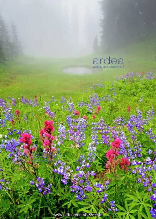 : Misty forest pool with Broadleaf lupine Lupinus : Misty forest pool with Broadleaf lupine Lupinus