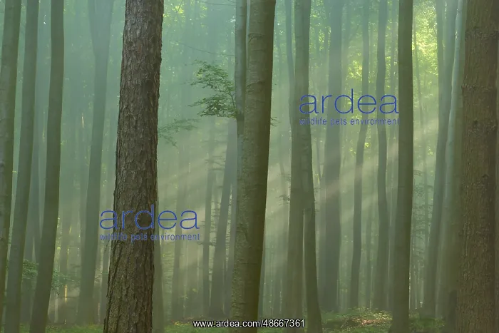 : A misty forest with rays of light shining through the trees : A misty forest with rays of light shining through the trees