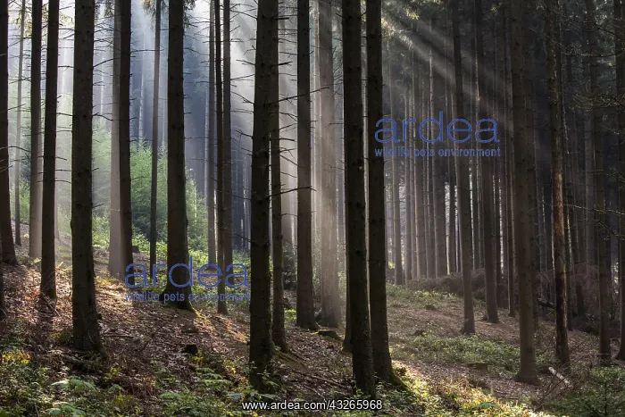  : Misty forest at sunrise, The Netherlands, Limbu