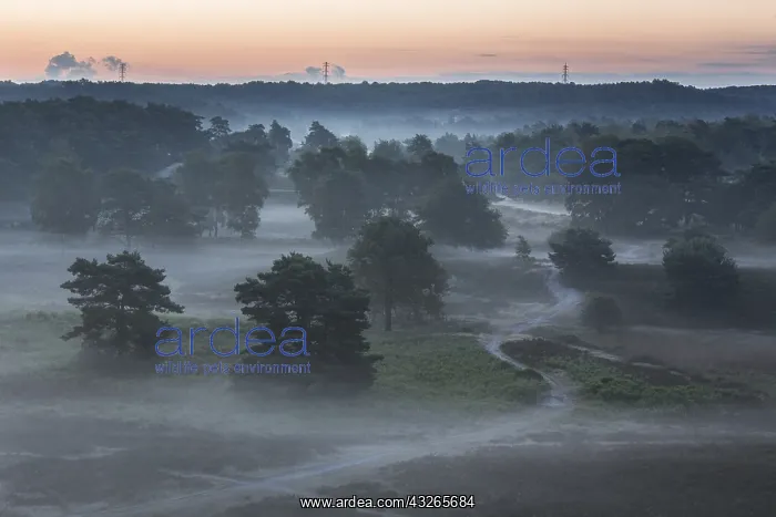 : Misty heathland at sunrise, the Netherlands, Li : Misty heathland at sunrise, the Netherlands, Li