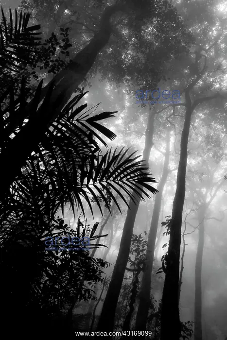 : Misty rainforest, Mount Kinabalu : Misty rainforest, Mount Kinabalu