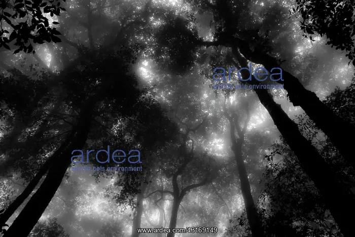 : Misty rainforest, Mount Kinabalu : Misty rainforest, Mount Kinabalu