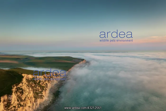: Misty sea at Cap Blanc-nez in spring, Pas de Calais : Misty sea at Cap Blanc-nez in spring, Pas de Calais