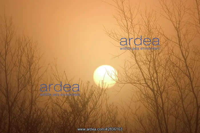 : Misty Sunrise - Through Bare Poplar Branches in Winter : Misty Sunrise - Through Bare Poplar Branches in Winter