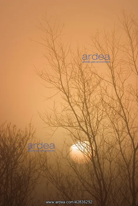 : Misty Sunrise - Through Bare Poplar Branches in Winter : Misty Sunrise - Through Bare Poplar Branches in Winter