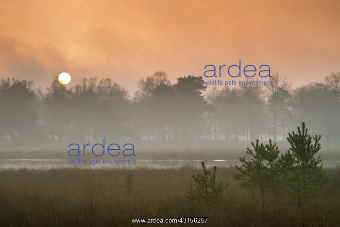 : Misty sunrise over a fen : Misty sunrise over a fen