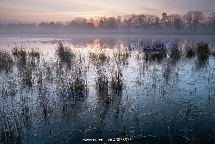  : Misty sunrise over a fen with a thin layer of ice in the for