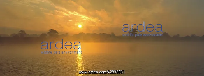 : Misty sunrise, over Hickling Broad : Misty sunrise, over Hickling Broad
