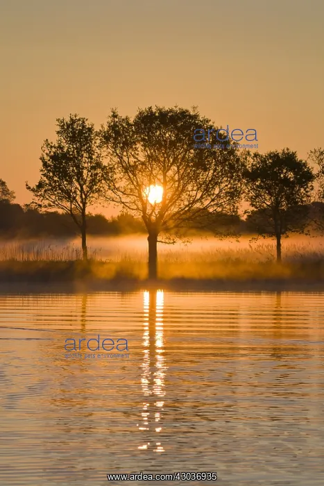 : Misty Sunrise over Hickling Broad - Norfolk UK : Misty Sunrise over Hickling Broad - Norfolk UK