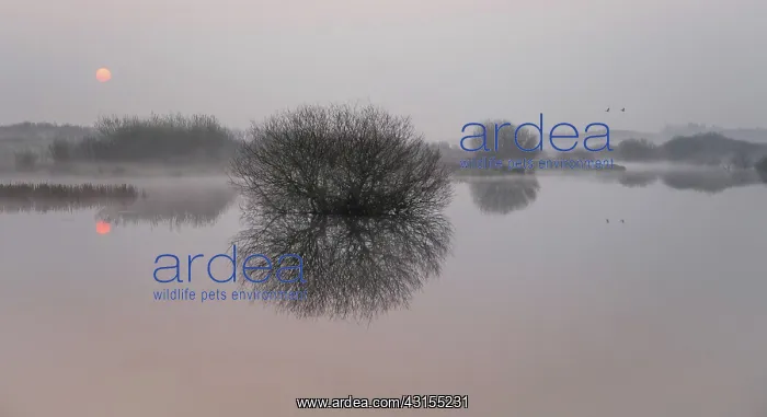 : Misty sunrise reflected in the mirror like surface : Misty sunrise reflected in the mirror like surface