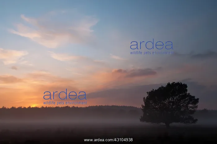 : misty sunset over a Dutch landscape with an unidentified tre : misty sunset over a Dutch landscape with an unidentified tre