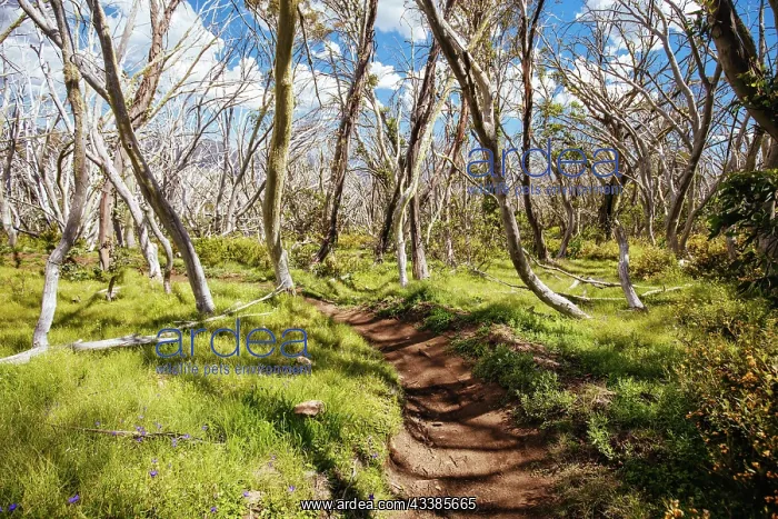 : Misty Twist trail during summer at Mt Buller in V : Misty Twist trail during summer at Mt Buller in V