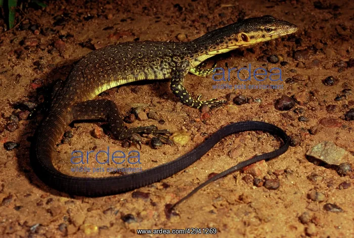 : Mitchell's water monitor : Mitchell's water monitor