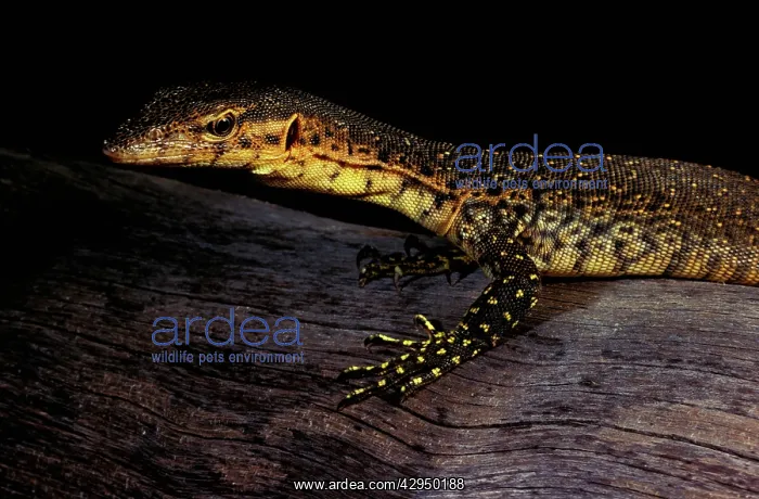 : Mitchell's water monitor : Mitchell's water monitor