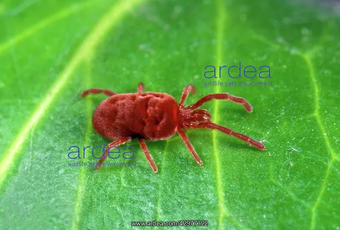  : Mite (Eutrombidion rostratus)