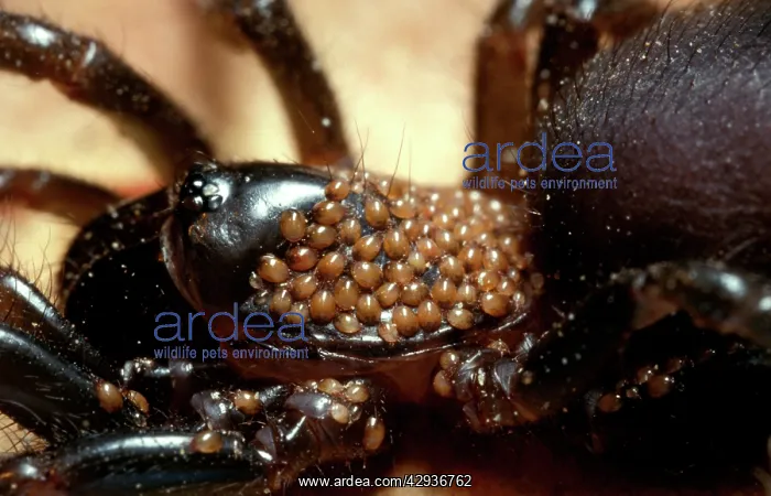 : Mites - on the cephalothorax of one of the Mygalomorph : Mites - on the cephalothorax of one of the Mygalomorph