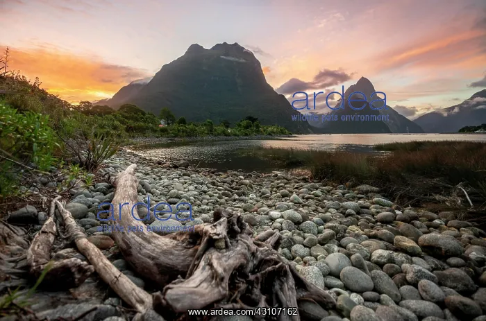 : Mitre Peak and Mount Philipps, sunset, fjord landscape : Mitre Peak and Mount Philipps, sunset, fjord landscape