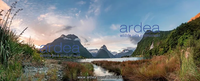 : Mitre Peak and Mount Philipps, sunset, fjord landscape : Mitre Peak and Mount Philipps, sunset, fjord landscape