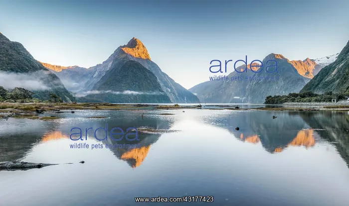 : Mitre Peak is reflected in Milford Sound, Fiordland : Mitre Peak is reflected in Milford Sound, Fiordland