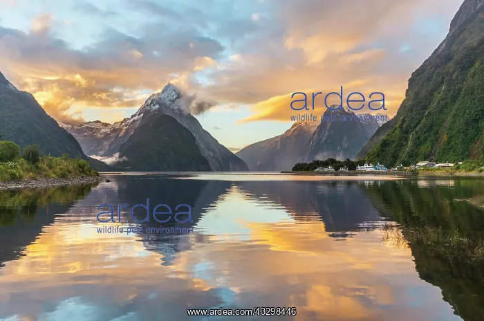 : Mitre Peak reflecting in the water, sunset, Milford : Mitre Peak reflecting in the water, sunset, Milford