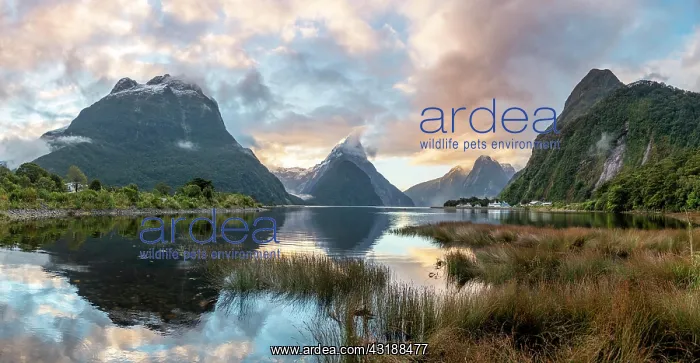 : Mitre Peak, reflection in water, sunset, Milford : Mitre Peak, reflection in water, sunset, Milford