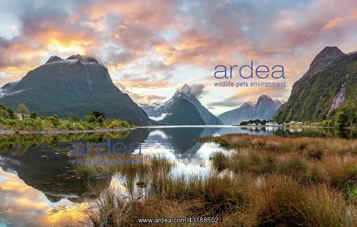 : Mitre Peak, reflection in water, sunset, Milford : Mitre Peak, reflection in water, sunset, Milford