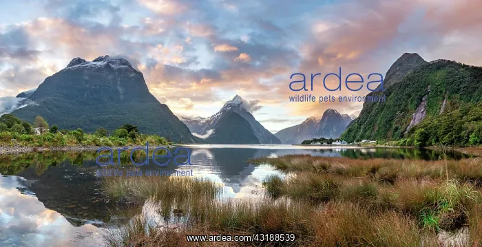 : Mitre Peak, reflection in water, sunset, Milford : Mitre Peak, reflection in water, sunset, Milford
