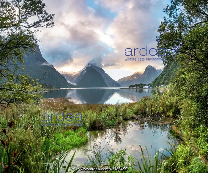 : Mitre Peak, Sunset, Milford Sound, Fiordland National : Mitre Peak, Sunset, Milford Sound, Fiordland National